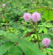 含羞草、花卉種子、花種、盆花